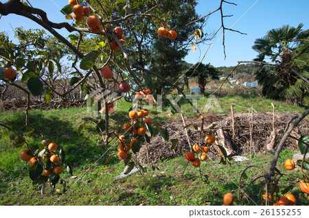 Persimmon's fruit landscape Persimmon's fruit landscape 26155255