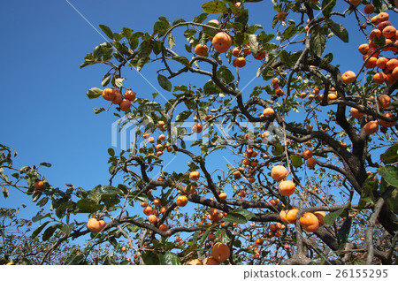 Persimmon's fruit landscape Persimmon's fruit landscape 26155295