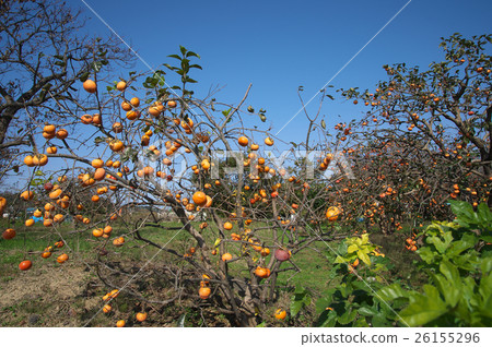 Persimmon's fruit landscape Persimmon's fruit landscape 26155296