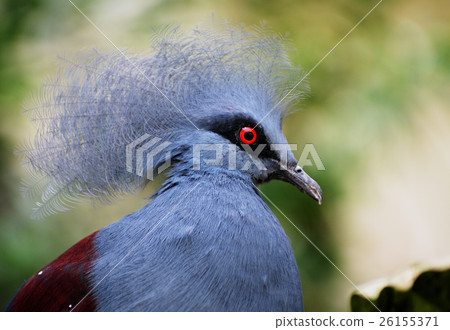 Victoria crowned pigeon Victoria crowned pigeon 26155371