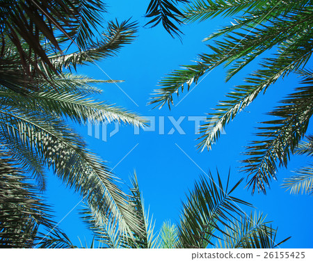 beautiful palm branches against the blue sky beautiful palm branches against the blue sky 26155425