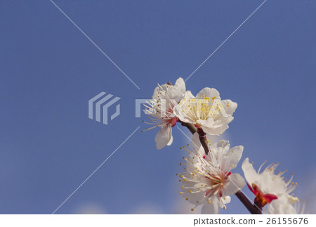 Plum blossoms New Year's card material 26155676