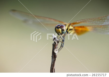 Tyrik Shochu dragonfly (♀) 26155717