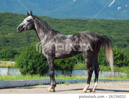 gray  racing arabian  stallion 26156032