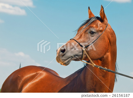 portrait  of beautiful bay  arabian stallion 26156187