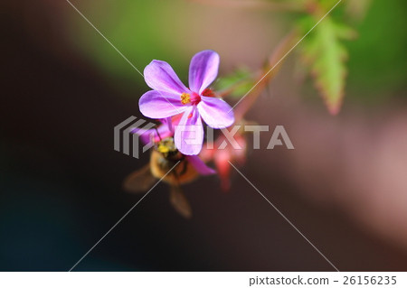 蜜蜂和姬風 26156235