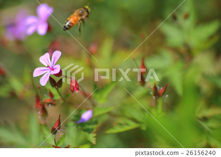Bees and Himefuro Bees and Himefuro 26156240