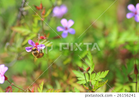 Bees and Himefuro 26156241