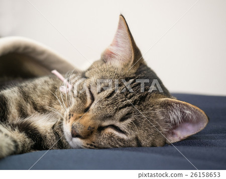 A kitten's nap A kitten's nap 26158653
