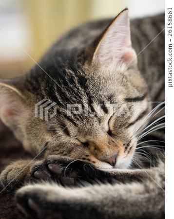 A kitten's nap A kitten's nap 26158661
