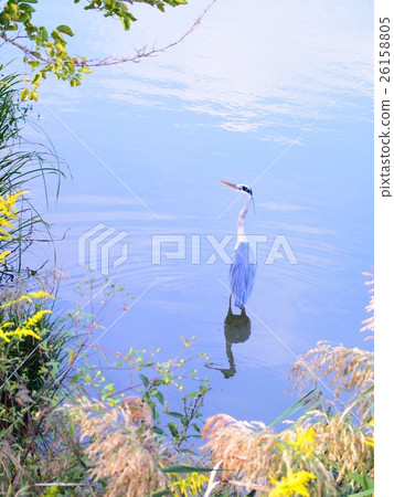 Ao-sashi at the lake Ao-sashi at the lake 26158805