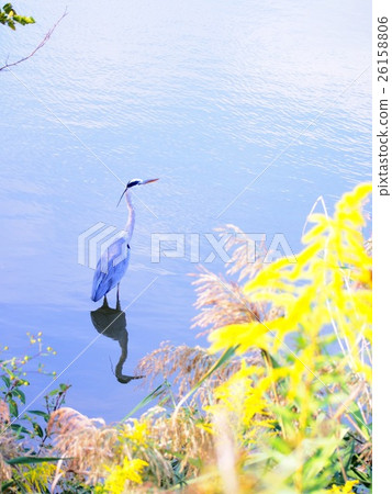 Aoshagi on the shore of autumn 26158806