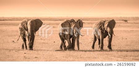 Stock Photo: Herd of elephants in Amboseli National park Kenya