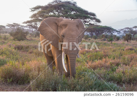 Elephant in Amboseli national park in Kenya. 26159096