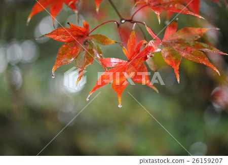 The autumn folding sparkling The autumn folding sparkling 26159207
