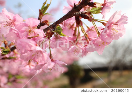 河津櫻花 26160045