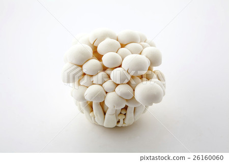 白Bunashimeji 白Bunashimeji 26160060