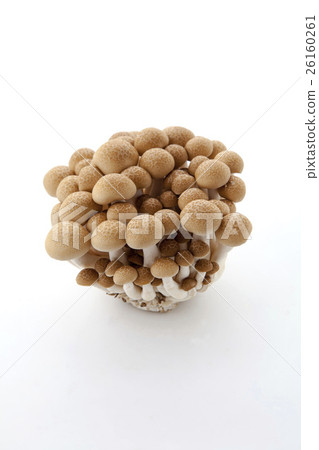 山毛櫸目次 山毛櫸目次 26160261