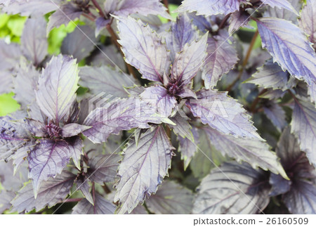 Leaves of red basil Leaves of red basil 26160509
