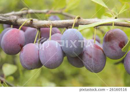 Plums on a branch Plums on a branch 26160516