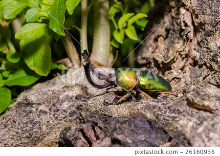 Green Stag Beetle (Lamprima adolphinae) Green Stag Beetle (Lamprima adolphinae) 26160938