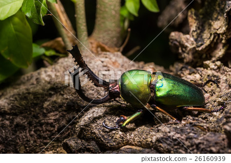 Green Stag Beetle (Lamprima adolphinae) Green Stag Beetle (Lamprima adolphinae) 26160939