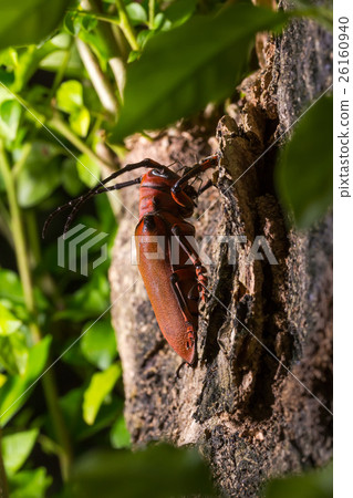 Longhorn beetle (Loesse sanguinolenta), Beetle Longhorn beetle (Loesse sanguinolenta), Beetle 26160940
