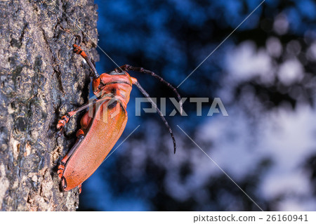 Longhorn beetle (Loesse sanguinolenta), Beetle Longhorn beetle (Loesse sanguinolenta), Beetle 26160941