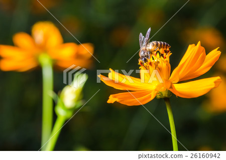 Bee eating, sucking the Yellow Cosmos's syrup Bee eating, sucking the Yellow Cosmos's syrup 26160942