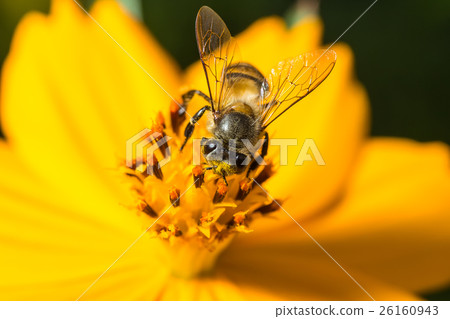 Bee eating, sucking the Yellow Cosmos's syrup Bee eating, sucking the Yellow Cosmos's syrup 26160943