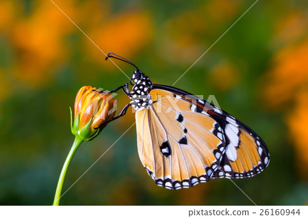 Plain Tiger Butterfly(Danaus chrysippus) Plain Tiger Butterfly(Danaus chrysippus) 26160944