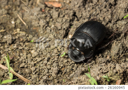 Beetle (Catharsius molossus) Rhino Beetle Beetle (Catharsius molossus) Rhino Beetle 26160945