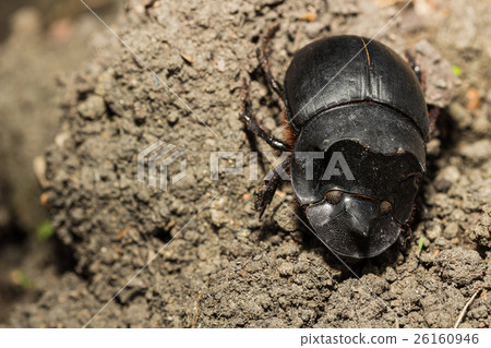 Beetle, Tri Horned Beetle (Catharsius molossus) 26160946