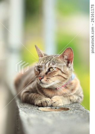 新北市侯硐貓 26161178