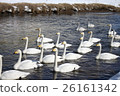 Flock of swans 26161342