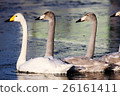 Parent and child of swan 26161411