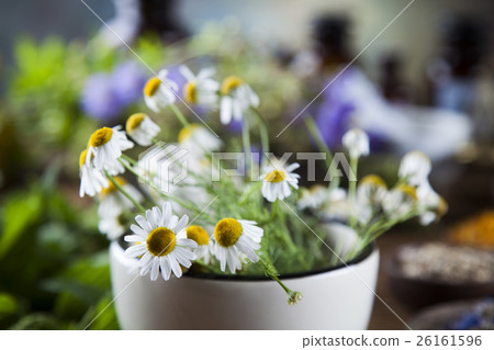 Herbs, berries and flowers with mortar 26161596