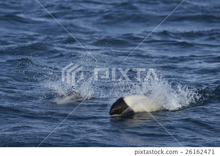 Commerson's Dolphin (Cephalorhynchus commersonii) Commerson's Dolphin (Cephalorhynchus commersonii) 26162471
