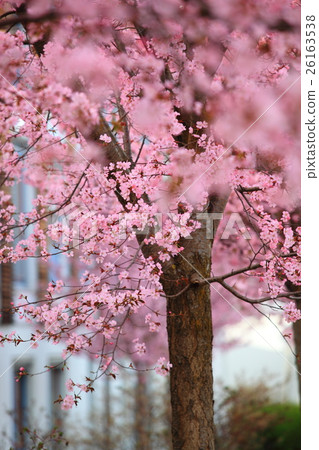Sakura flower Sakura flower 26163538