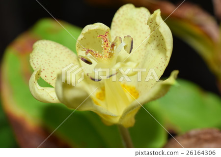 Yellow Hototogisu 26164306