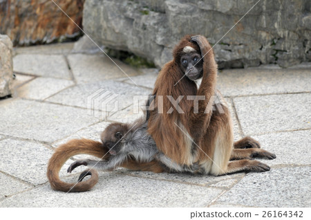 Kenaga Monkey 26164342