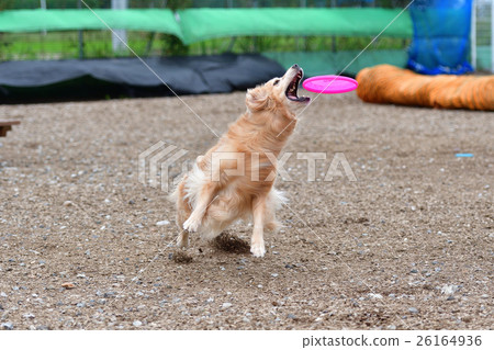 Frisbee dog Frisbee dog 26164936