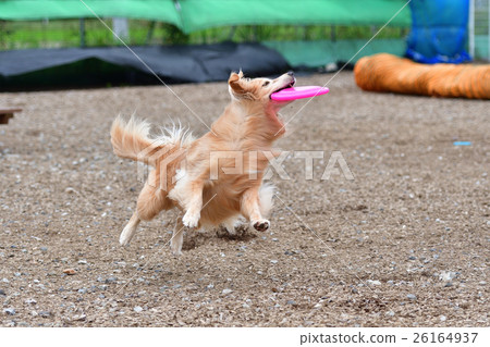 Frisbee dog Frisbee dog 26164937