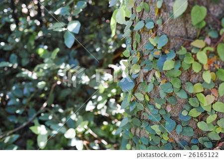 Stem of wood with vine plants wrapped Stem of wood with vine plants wrapped 26165122