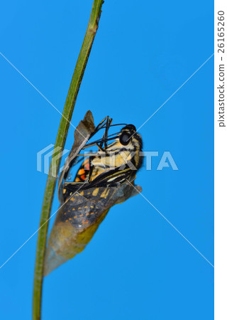Emergence of swallowtail butterfly Emergence of swallowtail butterfly 26165260