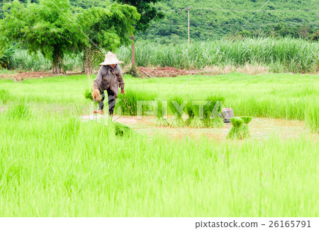 Farmers removal of seedlings to planting rice 26165791