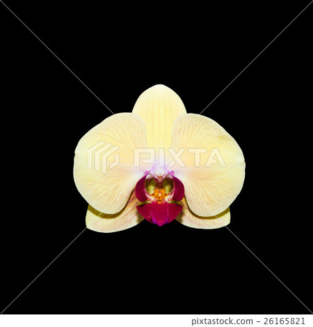 yellow orchid isolated on black with clipping path yellow orchid isolated on black with clipping path 26165821