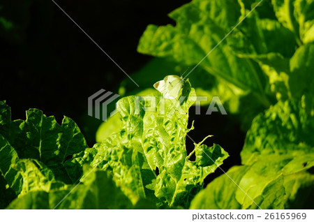 Monsieur root Monsieur root 26165969