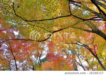Tree leak day and autumn leaves Tree leak day and autumn leaves 26166157