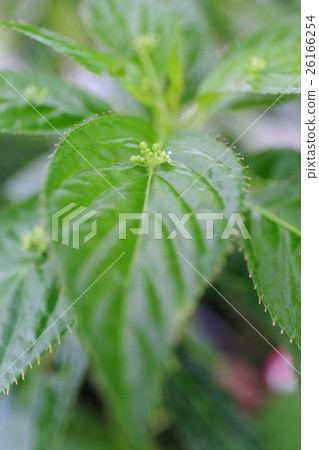 瀕危植物琉球hanaikada（半瀕危（NT）） 26166254